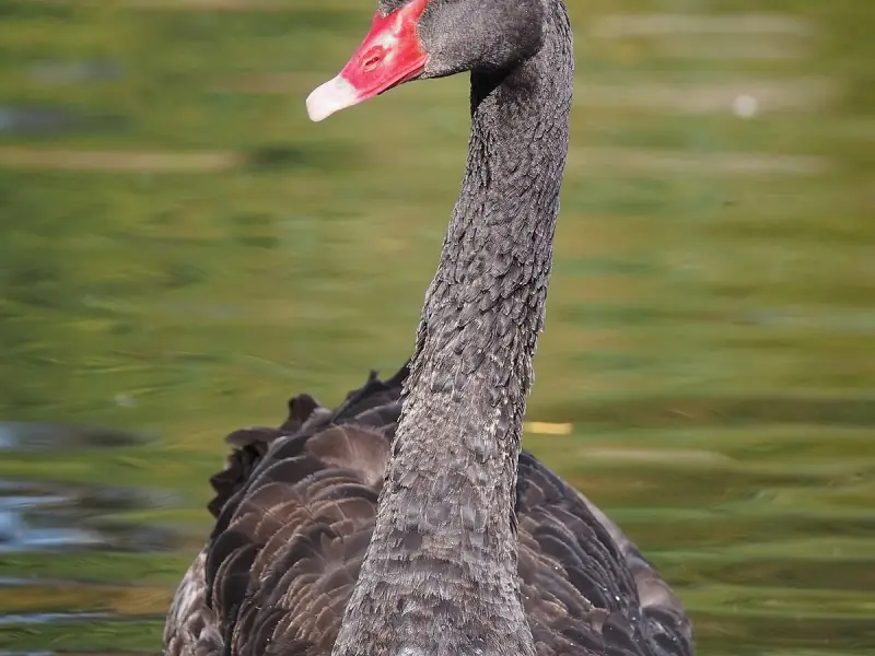 Cisne Negro