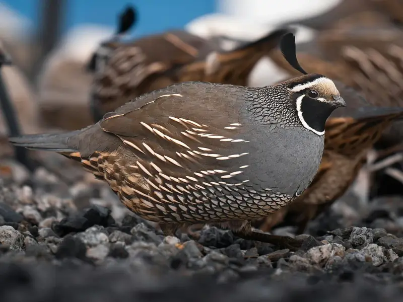 Codorna Califórnia