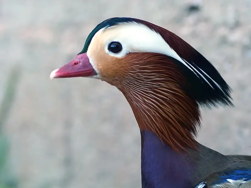 Pato Mandarim