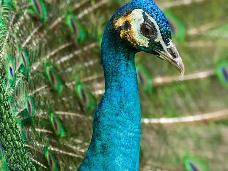 Pavão Azul