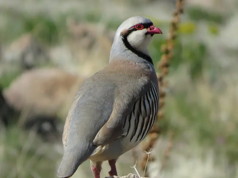 Perdiz Chukar