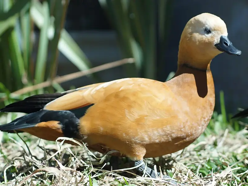 Tadorna Ferrugínea